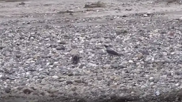 Kayseri'nin de aralarında olduğu 6 ilde sayım yapıldı! 74 tür tespit edildi