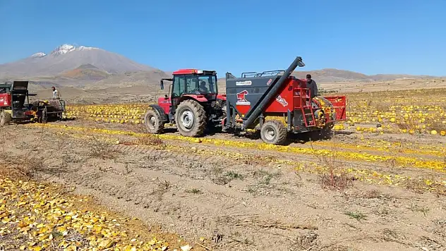 Kayseri'nin Develi ilçesinde 'sarı altın' sevinci!
