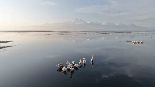 Baharın habercileri pelikanlar Kayseri'de