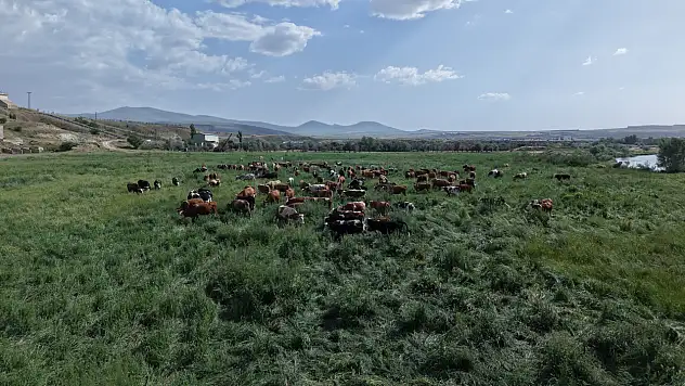Kayseri'nin mera ıslah projesi meyvelerini veriyor!