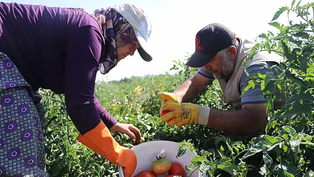 Kayseri'de sadece bir mahallede yetişiyor... Saklı lezzetin hasadı başladı