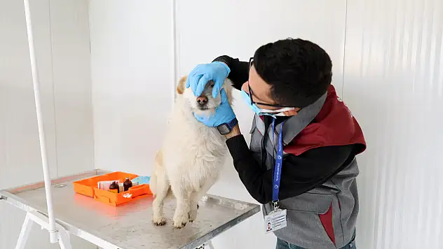 Kayseri'nin takdir toplayan merkezi! 500 cana yuva oldu