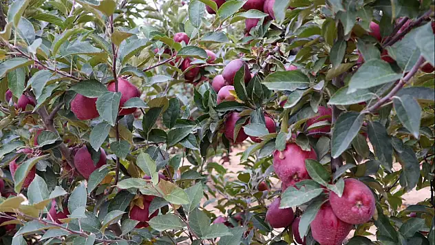 Kayseri'nin ünlü Yahyalı Elması için hasat zamanı!
