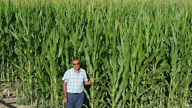 Kayseri Şeker'in Sözleşmeli Silajlık Mısır Ekiminde Talep Patlaması yaşanıyor
