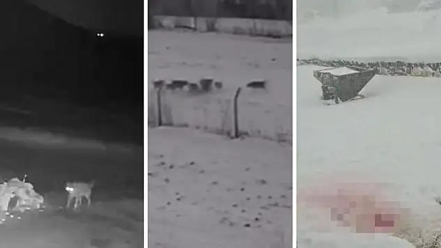 Kayseri ve çevresinde dikkat çeken tehlike! Parçalanmış halde buldular