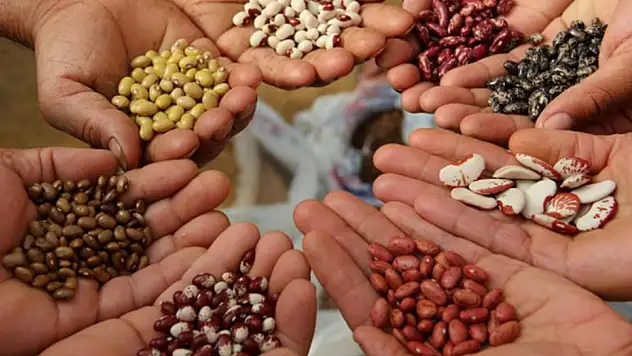 Kayserili çiftçilerin beklediği haber geldi! 301 milyon liralık ödeme hesaplarda