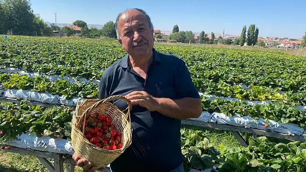 Kayserili üretici çileğin sırrını anlattı: En çok buna dikkat edin