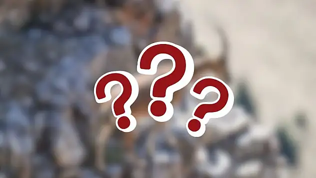 Kayserililer dikkat! O hayvanı öldürmenin cezası tam 940 bin TL