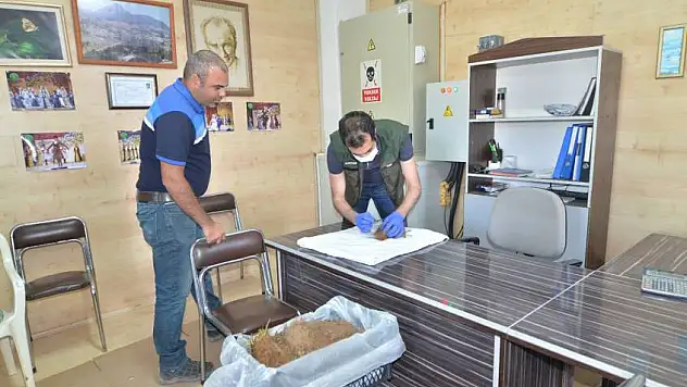Kazakistan'dan Kıbrıs'a Kadar Sertifikalı Çilek Fidesi İhracatı Kayseri'den Yapılıyor