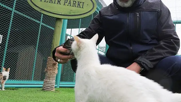 Kedi Kasabası