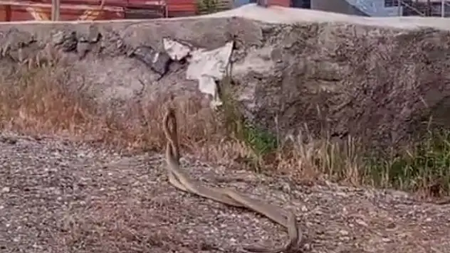 Kenenin ardından o ilçede yılan kabusu!