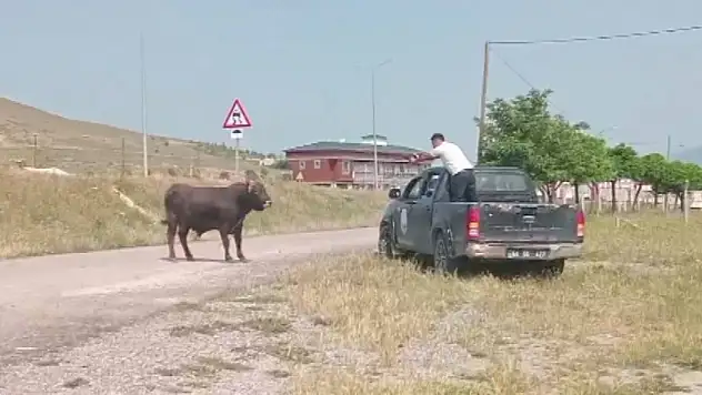 Kesimden kaçan tosun bakın nasıl yakalandı