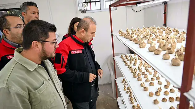 Kilosu 900 bin TL! Kayseri'de yetiştirilen 'altın' ürün incelendi
