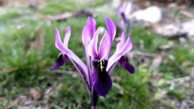 Kır navruzu görüntülendi
