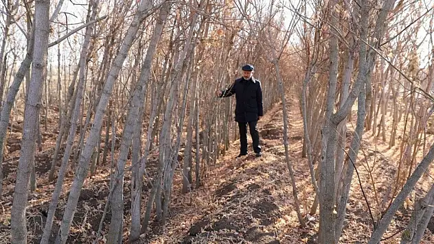 Kuru yapraklar gübreye dönüştürüyor!