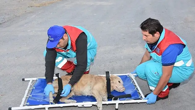 Kocasinan'ın Küçük Dostlar Ambulansı bin 252 can kurtardı
