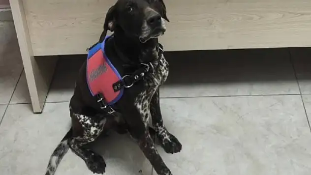 Köpek fark etti, jandarma yakaladı