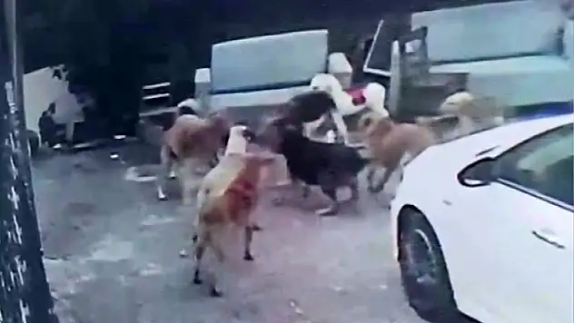 Mahallede korku büyüyor: Köpek saldırısı sonrası çocuk okuldan alındı