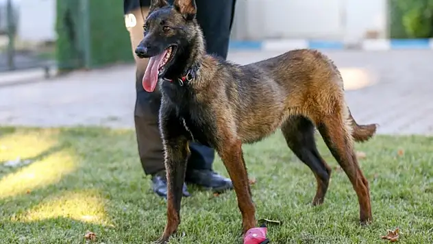 Köpekle tehdit eden yandı