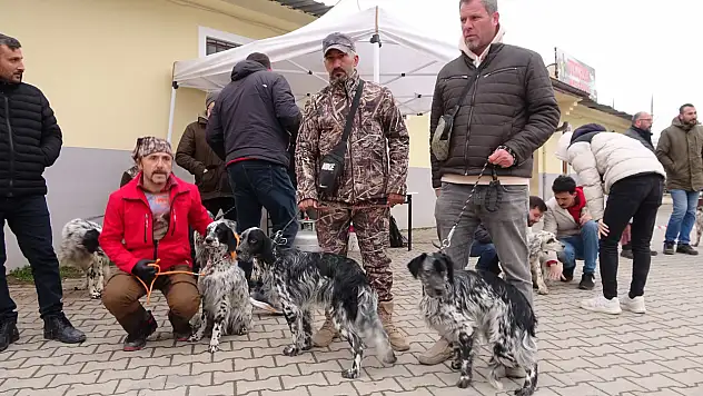 Köpekler yarıştı! Kayseri ilk 3'e girdi