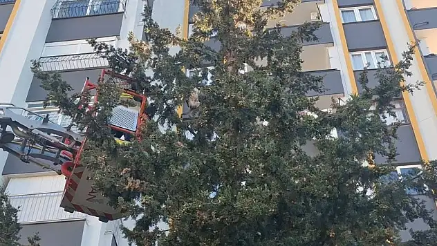 Köpekten kaçtı, 3 gün ağaçta mahsur kaldı