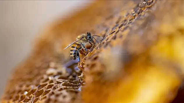 Kovanları yenileyen arıcı Kayseri'ye de gelmeyi planlıyor