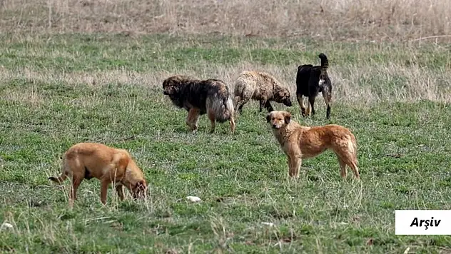 Köy muhtarının köpeği 60 yaşındaki kadını öldürdü!