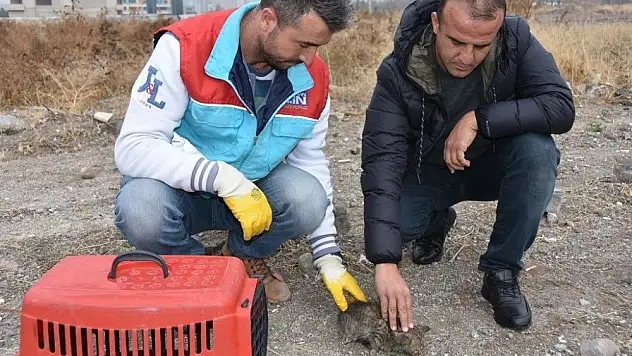 Küçük dostlar ambulansı bin 516 hayvana müdahale etti