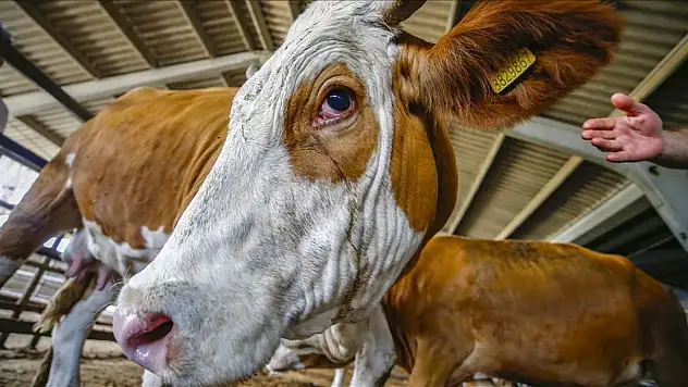 Kurban kesecekler dikkat! Müftülükten paylaşım uyarısı