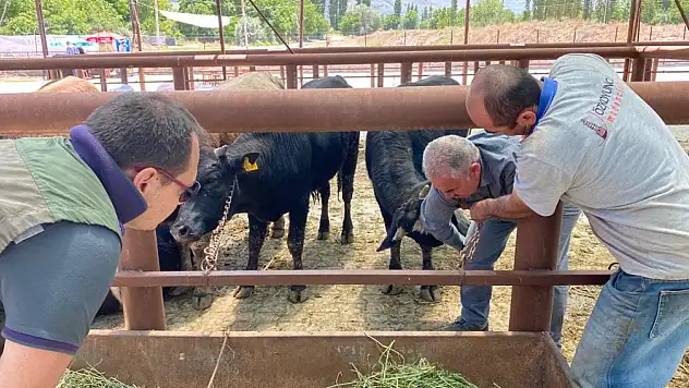 Kurban pazarında sıkı denetim