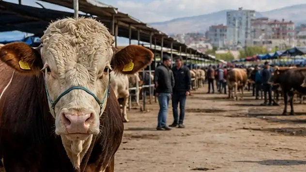 Kurbanlık satamayanlar dikkat! Devletin alım yapacağı fiyatlar açıklandı