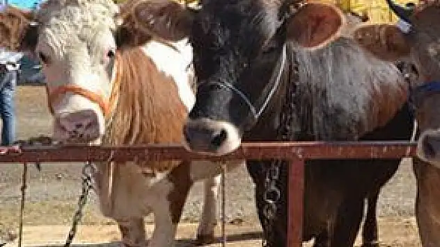 KURBANLIK SATIŞLARI NE ALICIYI NE DE SATICIYI MEMNUN ETMEDİ