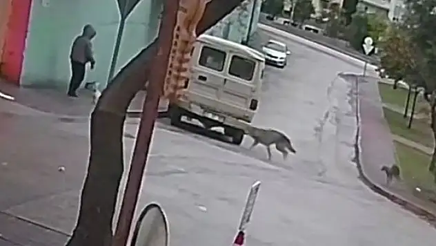 Yanında köpeği olan kadına kurt köpekleri saldırdı!