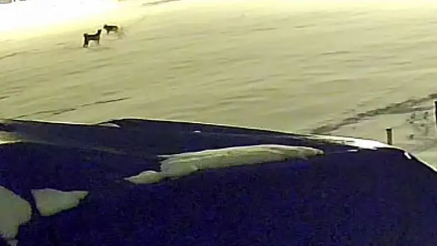 6 kurt, çiftlikteki köpeğe saldırdı!