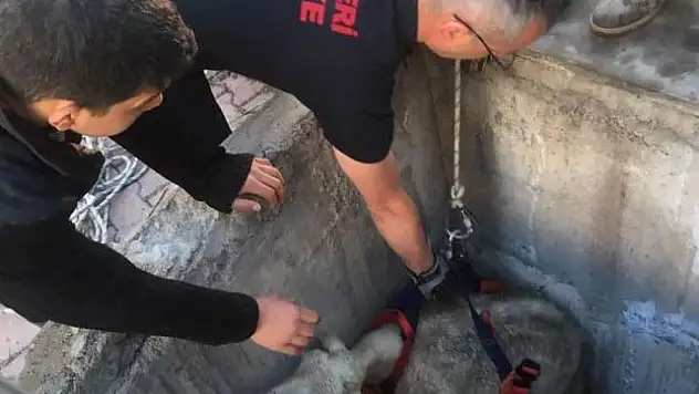 Kuyuya düşen koyunu itfaiye kurtardı