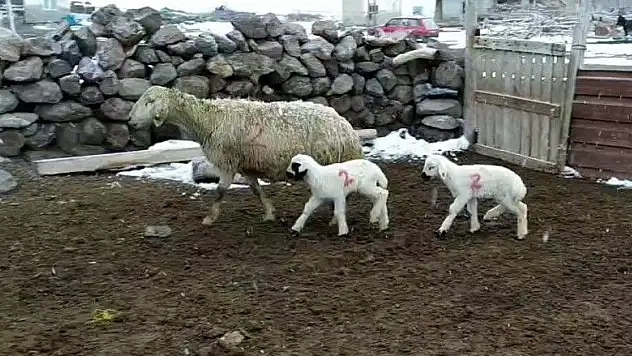 Kuzuların imdadına 'Numara' yetişti