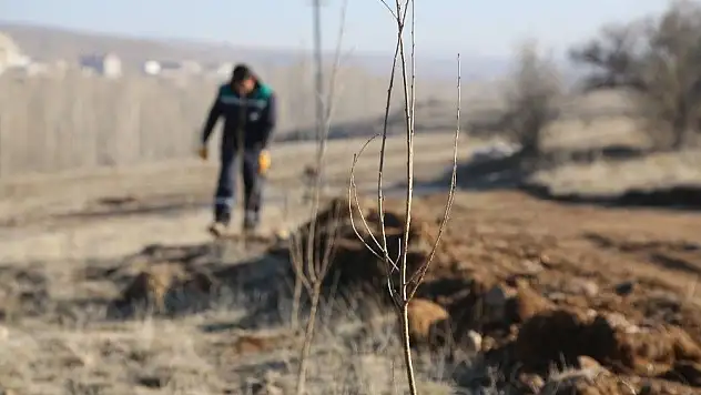 Mahlep dikiliyor, kiraza dönüşüyor