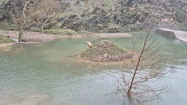 Mahsur kalan köpek bakın nasıl kurtarıldı?