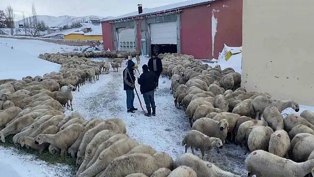 Mahsur kalan koyunlar donmaktan kurtarıldı