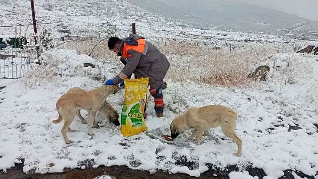 Sokak hayvanlarına sağlık bakımı ve mama desteği!
