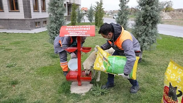 Melikgazi sokak hayvanlarını unutmadı
