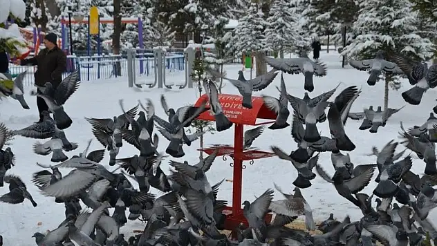 Melikgazi'den sokak hayvanları ve kuşlara gıda desteği