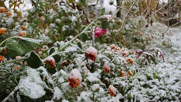 Meteoroloji'den zirai don alarmı!