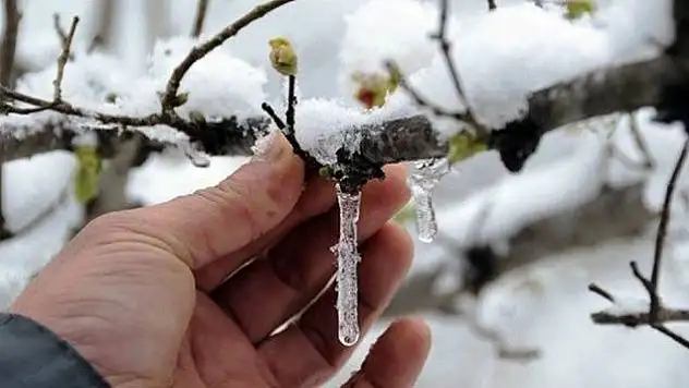 Meteoroloji'den 'Zirai don' uyarısı