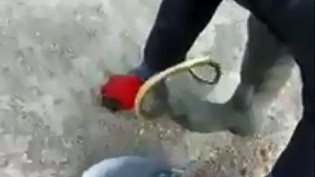 1.5 metrelik yılan ile oyuncak oynar gibi oynadı
