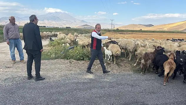 Müdür, çoban oldu