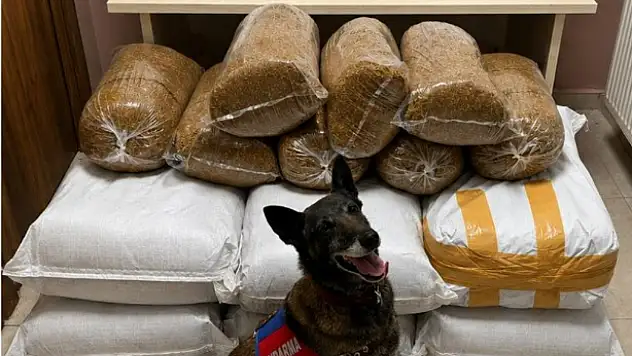 Narkotik köpeği tepki verdi! Kaçak ürünler ortaya çıktı