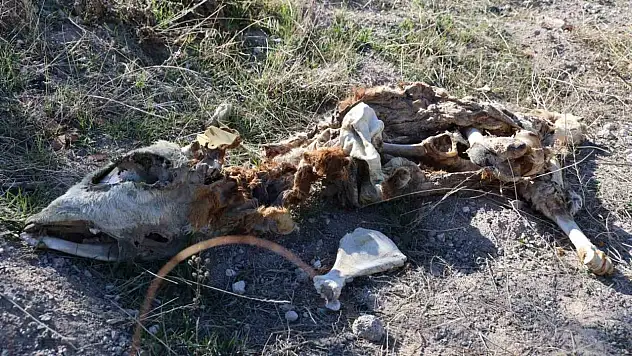 Boş arazide 8 ölü buzağı bulundu!