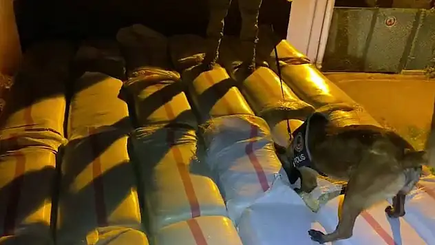 Narkotik köpeği uyuşturucuyu bakın nasıl buldu?