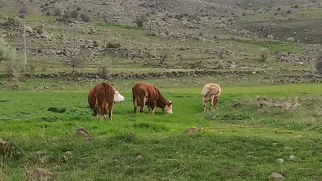 O mahallenin başı ineklerle dertte!